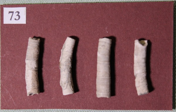 NHM.534-2017 image NHM.534-2017