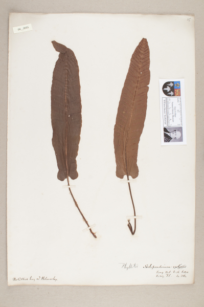 NHM_HH_4.55-2010 image NHM_HH_4.55-2010