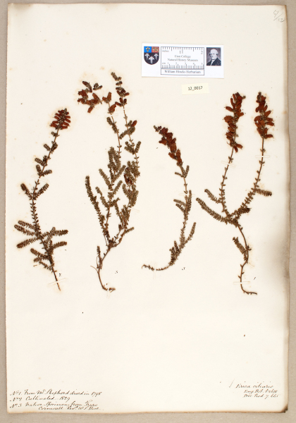 NHM_HH_12.17-2010 image NHM_HH_12.17-2010