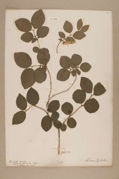 NHM_HH_26.70-2010 image NHM_HH_26.70-2010