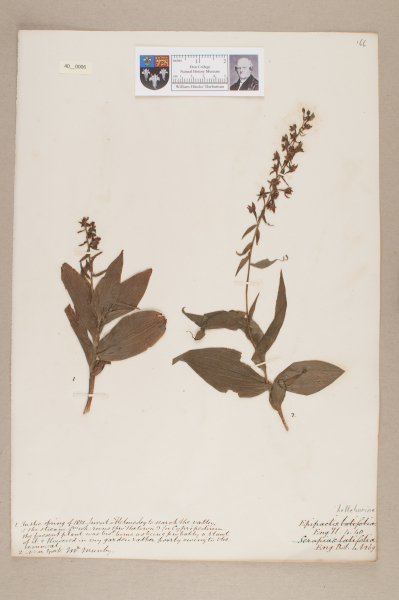 NHM_HH_40.6-2010 image NHM_HH_40.6-2010