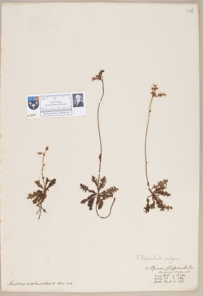 NHM_HH_13.26-2010 image NHM_HH_13.26-2010