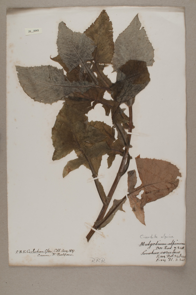 NHM_HH_28.43-2010 image NHM_HH_28.43-2010