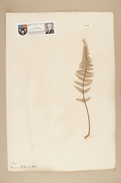 NHM_HH_41.3-2010 image NHM_HH_41.3-2010