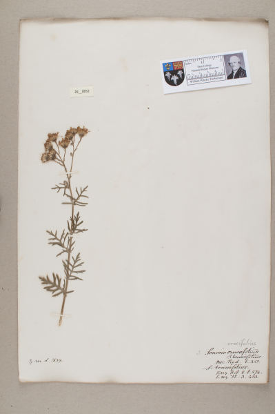 NHM_HH_29.52-2010 image NHM_HH_29.52-2010