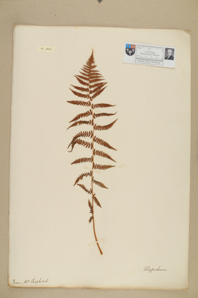 NHM_HH_42.12-2010 image NHM_HH_42.12-2010