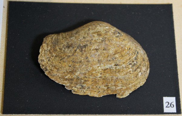 NHM-FT.26-2016 image NHM-FT.26-2016