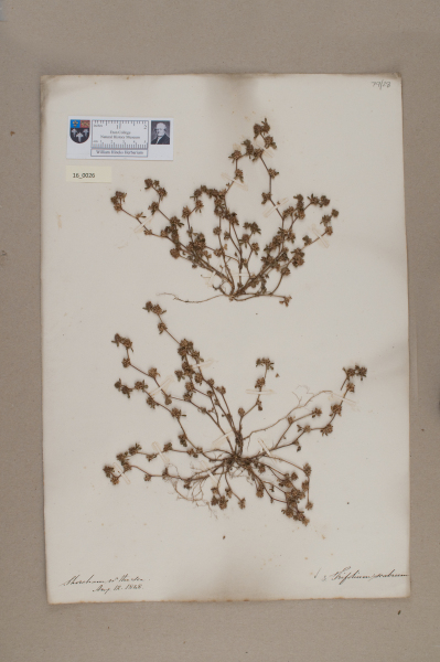 NHM_HH_16.26-2010 image NHM_HH_16.26-2010