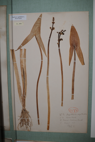 NHM_HH_30.5-2010 image NHM_HH_30.5-2010