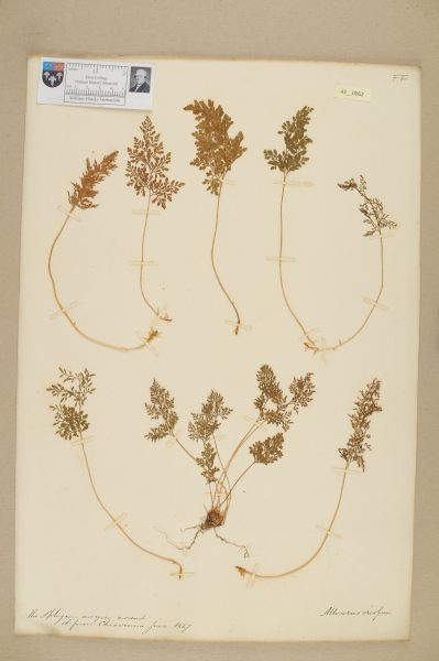 NHM_HH_42.62-2010 image NHM_HH_42.62-2010