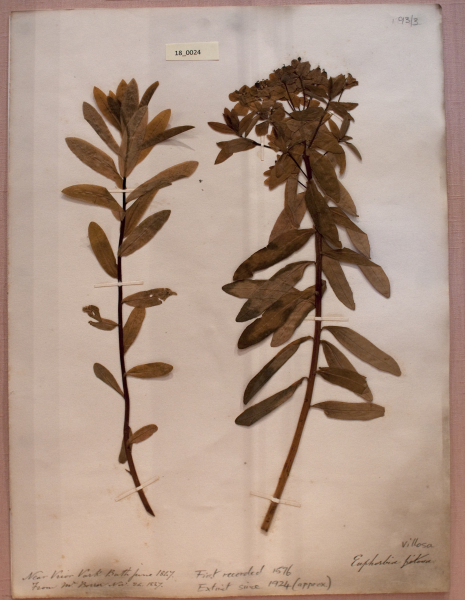 NHM_HH_18.24-2010 image NHM_HH_18.24-2010