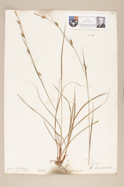 NHM_HH_33.18-2010 image NHM_HH_33.18-2010