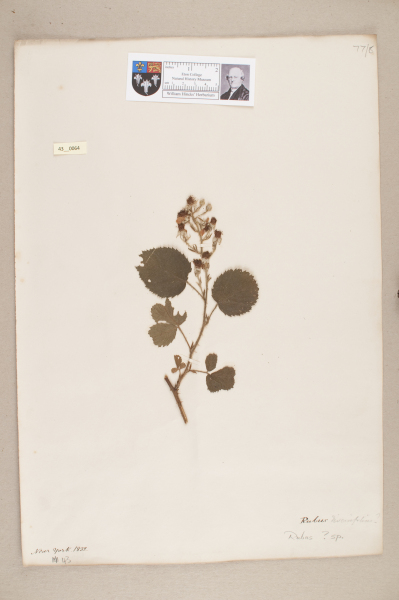 image NHM_HH_43.64-2010