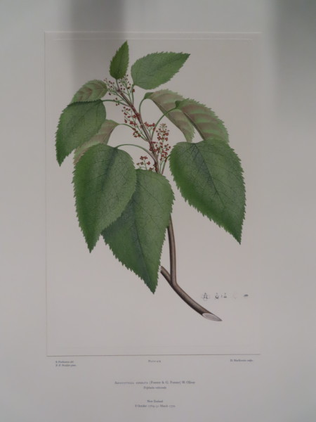 FDA-E.2916_20_21-2016-A image FDA-E.2916_20_21-2016-A