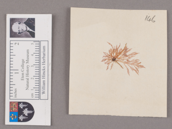 NHM_HH_1.146-2010 image NHM_HH_1.146-2010