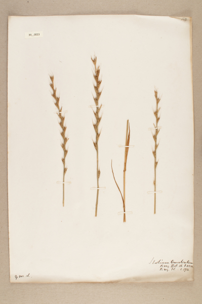 NHM_HH_34.23-2010 image NHM_HH_34.23-2010