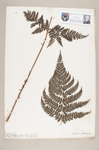 NHM_HH_5.58-2010 image NHM_HH_5.58-2010