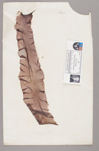 NHM_HH_1.240-2010 image NHM_HH_1.240-2010