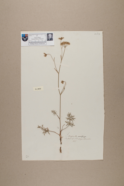 NHM_HH_21.33-2010 image NHM_HH_21.33-2010