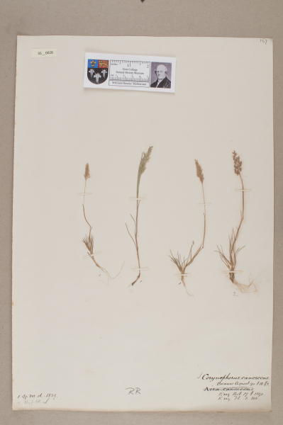 NHM_HH_35.28-2010 image NHM_HH_35.28-2010