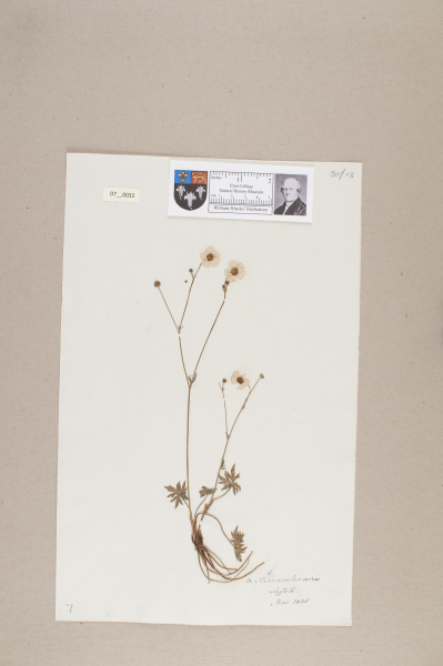 NHM_HH_7.32-2010 image NHM_HH_7.32-2010