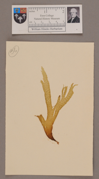 NHM_HH_1.56-2010 image NHM_HH_1.56-2010