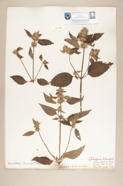 NHM_HH_23.19-2010 image NHM_HH_23.19-2010