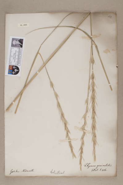 NHM_HH_36.4-2010 image NHM_HH_36.4-2010