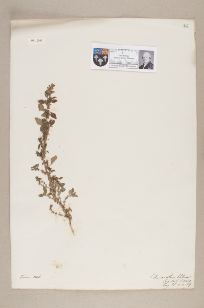 NHM_HH_8.42-2010 image NHM_HH_8.42-2010