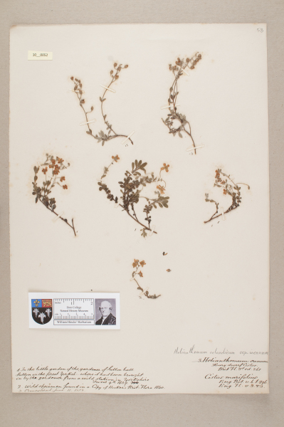 NHM_HH_10.52-2010 image NHM_HH_10.52-2010