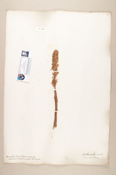 NHM_HH_24.29-2010 image NHM_HH_24.29-2010