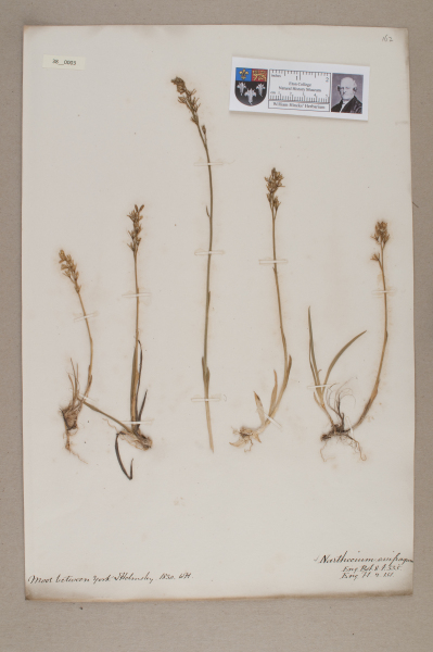 NHM_HH_38.3-2010 image NHM_HH_38.3-2010