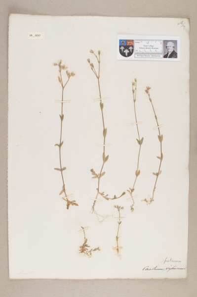 NHM_HH_9.37-2010 image NHM_HH_9.37-2010