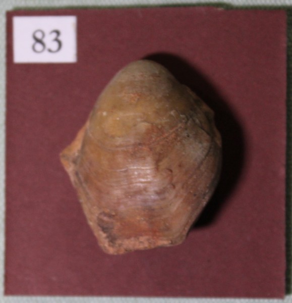 NHM.544-2017 image NHM.544-2017