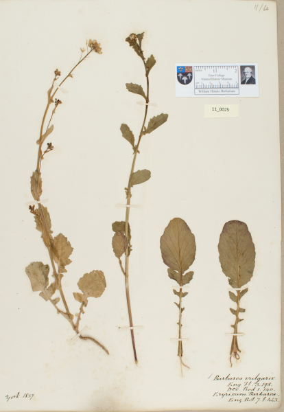 NHM_HH_11.25-2010 image NHM_HH_11.25-2010