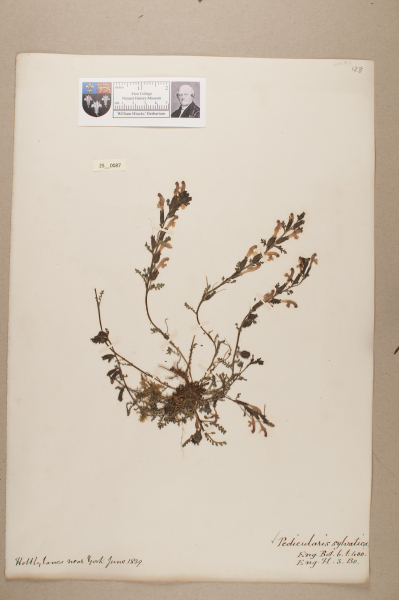 NHM_HH_25.87-2010 image NHM_HH_25.87-2010