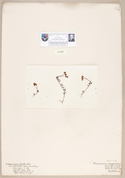 NHM_HH_12.26-2010 image NHM_HH_12.26-2010