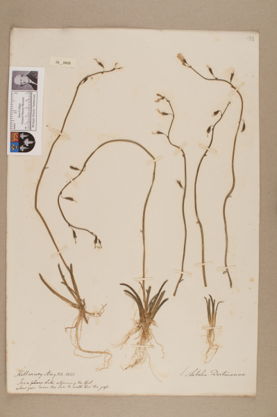 NHM_HH_26.8-2010 image NHM_HH_26.8-2010