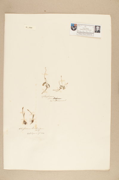 NHM_HH_41.104-2010 image NHM_HH_41.104-2010