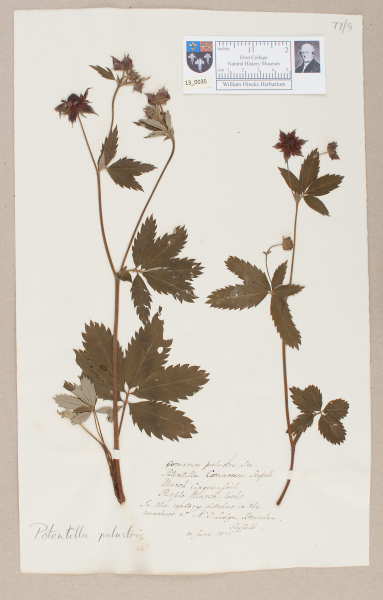 NHM_HH_13.35-2010 image NHM_HH_13.35-2010