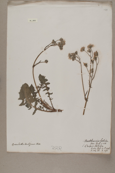 NHM_HH_28.52-2010 image NHM_HH_28.52-2010