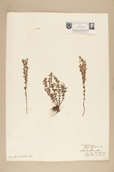 NHM_HH_41.39-2010 image NHM_HH_41.39-2010