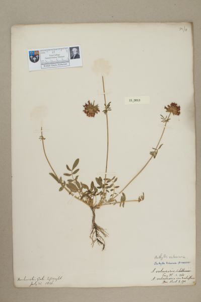 NHM_HH_15.13-2010 image NHM_HH_15.13-2010