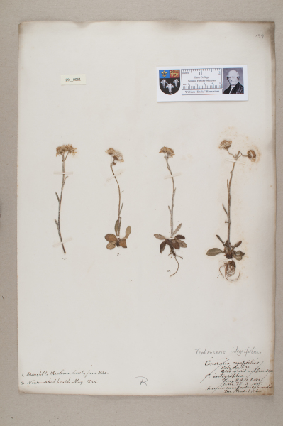 NHM_HH_29.61-2010 image NHM_HH_29.61-2010