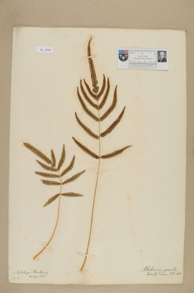 NHM_HH_42.129-2010 image NHM_HH_42.129-2010