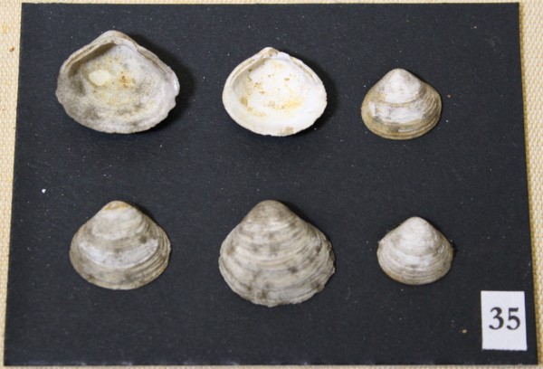 NHM-FT.35__-2016 image NHM-FT.35__-2016