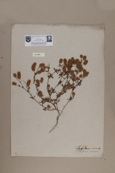 NHM_HH_16.35-2010 image NHM_HH_16.35-2010