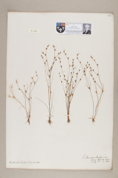 NHM_HH_31.12-2010 image NHM_HH_31.12-2010