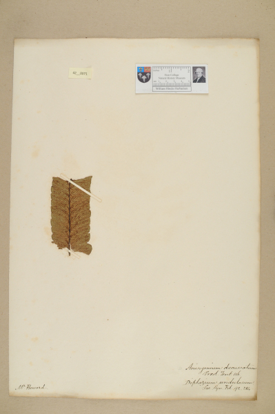 NHM_HH_42.71-2010 image NHM_HH_42.71-2010