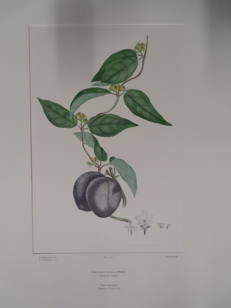 image FDA-E.2916_17_15-2016-A